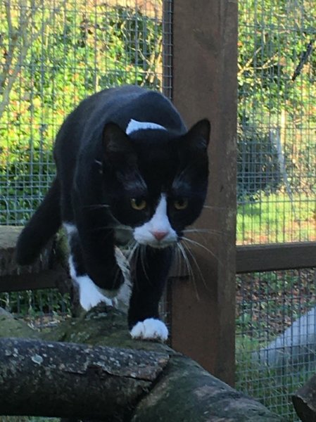 Les Ptits Bonheurs - Pension féline - photo 2