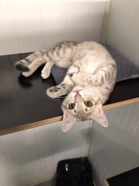 Les Ptits Bonheurs - Pension féline - photo 3