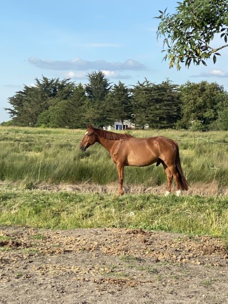 Écurie Des Masures - photo 1