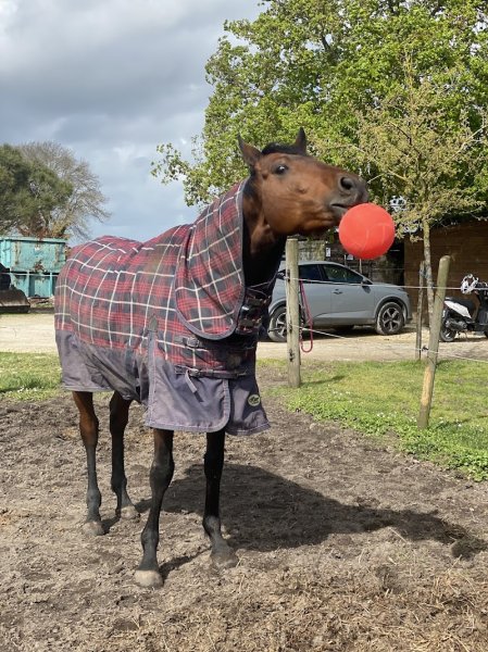 Écurie Des Masures - photo 2