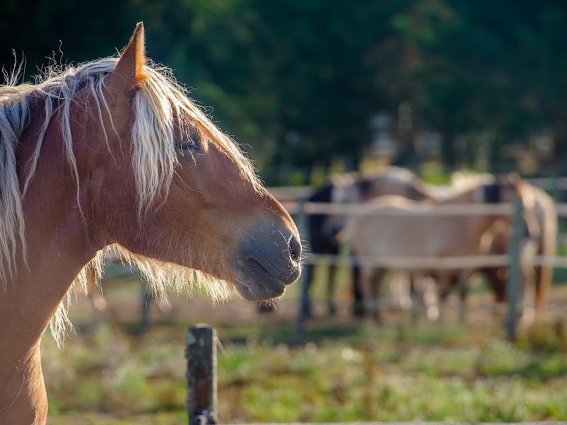 Centre équestre Les Embruns d'Oléron - photo 3