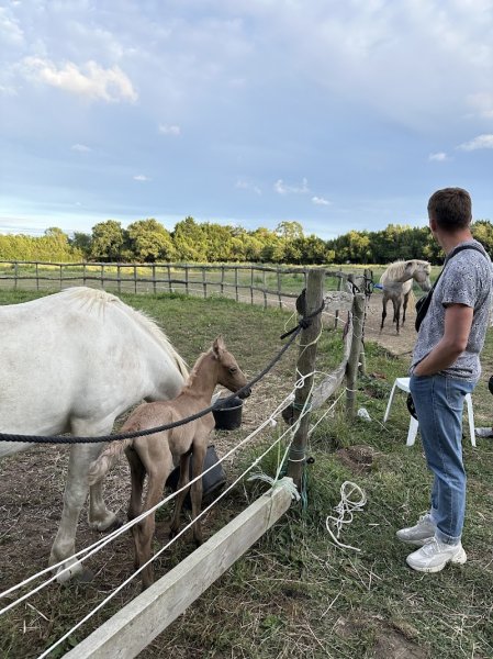 Les Cavaliers d'Oléron - photo 3