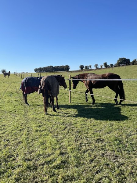 Centre Equestre De La Fregonniere - photo 3