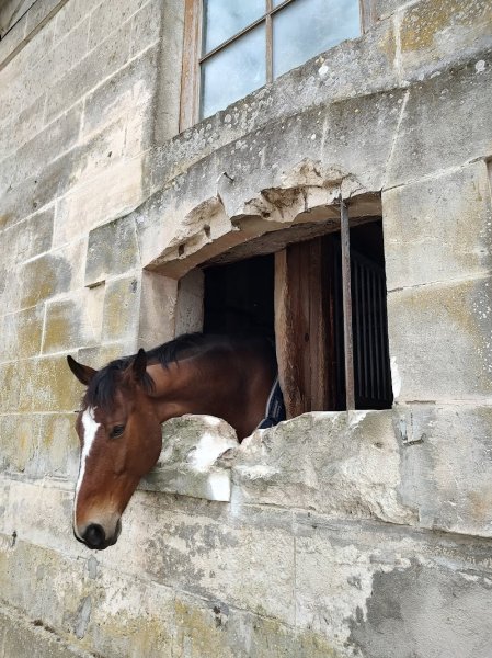 Les Écuries du Val de Seugne - photo 3