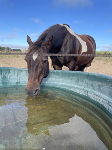 Haras des Evières - photo 3