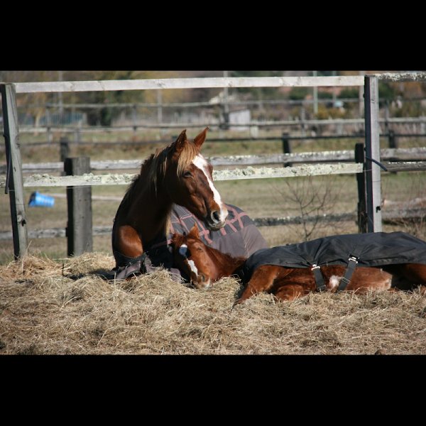 Haras de la fauconnerie - photo 3