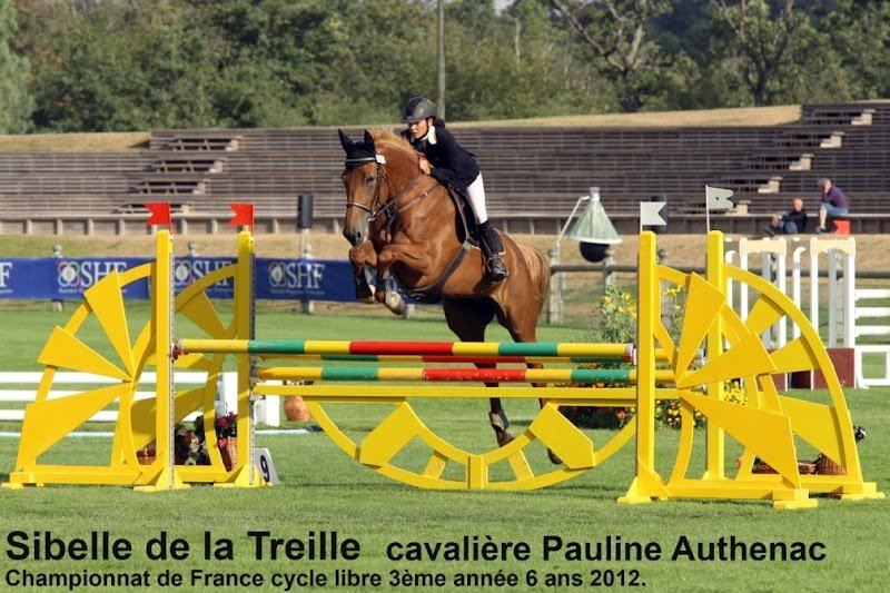 Elevage chevaux de sport la Treille - photo 2