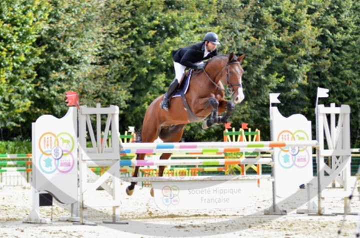 Elevage chevaux de sport la Treille - photo 3