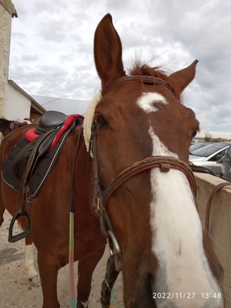 Centre Equestre De Bellevue - photo 1