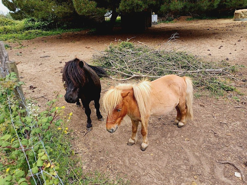 Poney Club Les Petites Folies - photo 2
