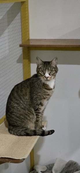PENSION FELINE DU MOULIN - photo 3