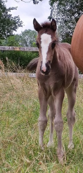 Haras de Vendie - photo 3
