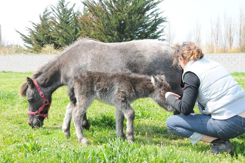 Poney Club du Phare - photo 1