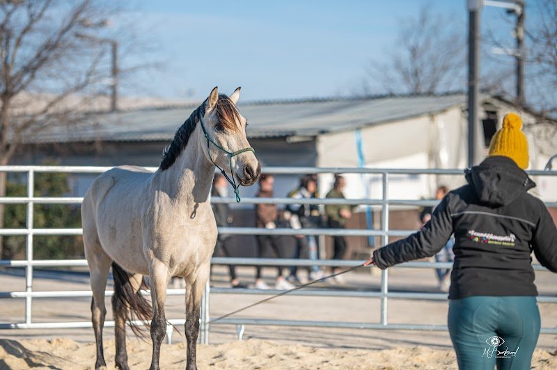 Cheval Serein - photo 3