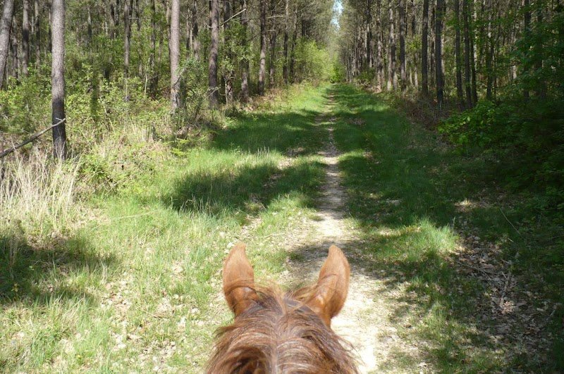 Aux Prés d'Edenton - Pension Chevaux proche Bordeaux à Baurech - photo 3