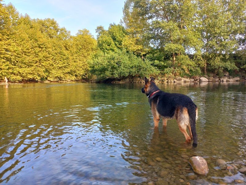 Ecurie Horse and Dog - photo 1