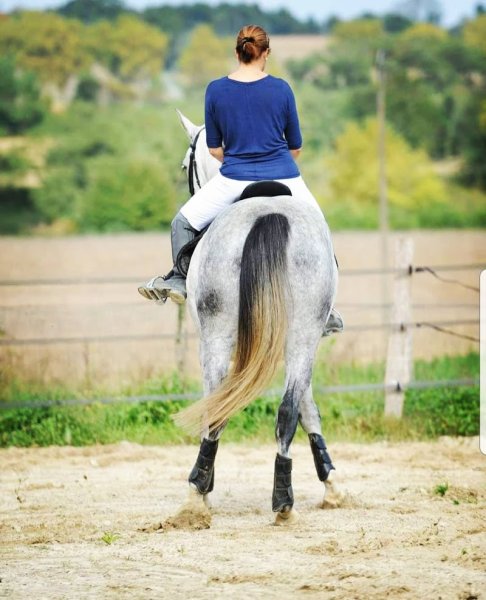 Ecurie Horse and Dog - photo 2