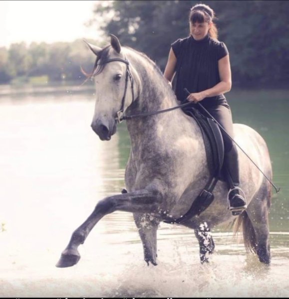 Ecurie Horse and Dog - photo 3