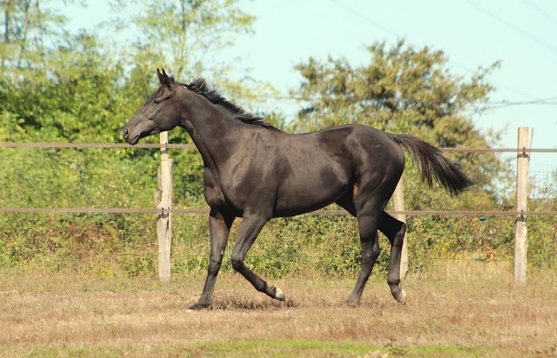 Les Ecuries d'Imara - photo 2