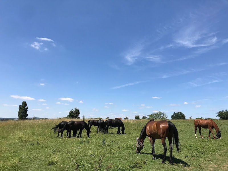 Les Ecuries Du Poney Fringant - photo 1
