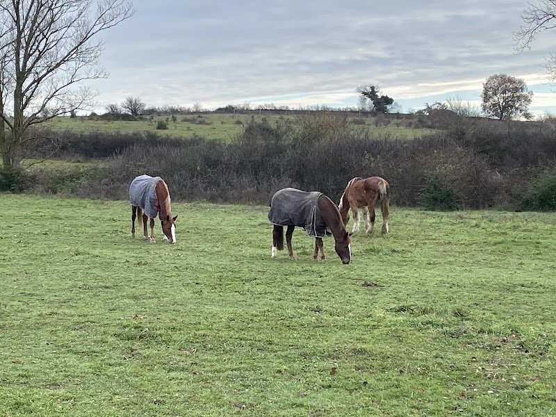 Les Ecuries Du Poney Fringant - photo 2