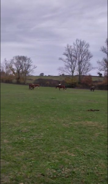 Les Ecuries Du Poney Fringant - photo 3