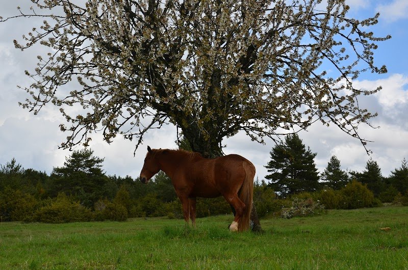 Centre Equestre le Sonnac - photo 3