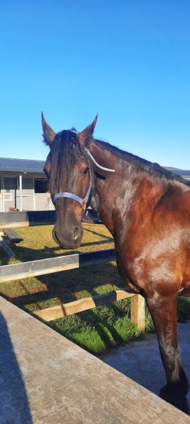 Haras de Mai - Ecurie de propriétaires & Ecole d'Equitation - photo 3