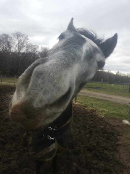 Centre Equestre l'Etrier des Monédières - photo 2