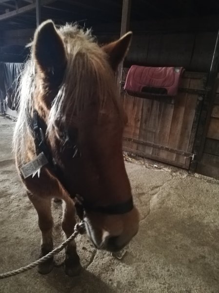 Centre Equestre l'Etrier des Monédières - photo 3
