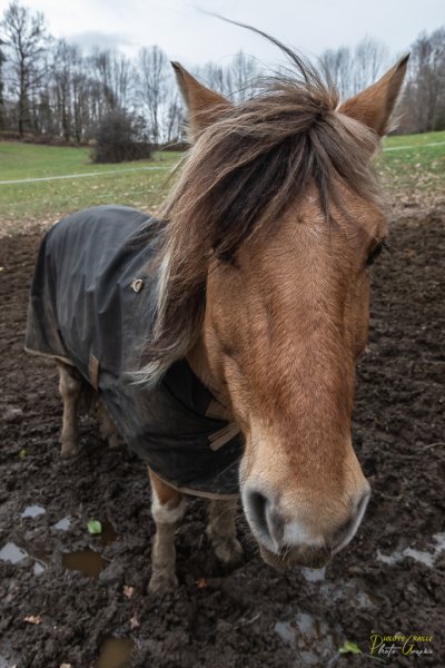 Centre Equestre Les Poneys de Charlotte - photo 1