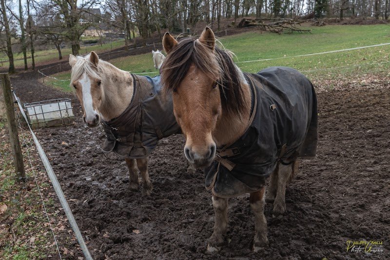 Centre Equestre Les Poneys de Charlotte - photo 3