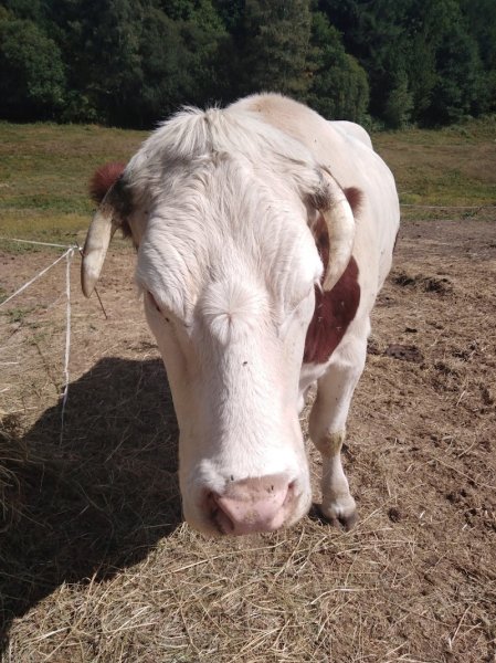 Les Ecuries d'Hautefage - photo 3