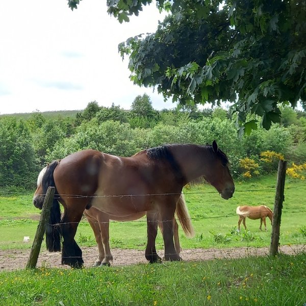 Centre Equestre-Poney Club - photo 3