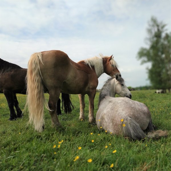 Les Chevaux de Chamousseau - photo 2