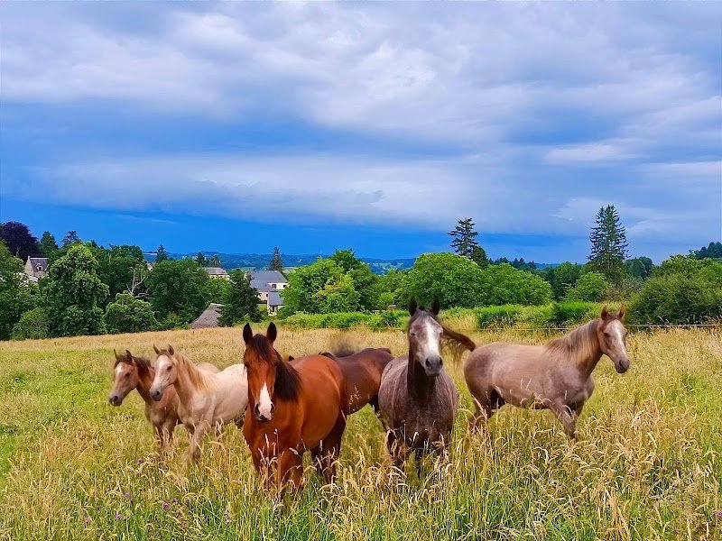 Haras de La Bourdarias - photo 1