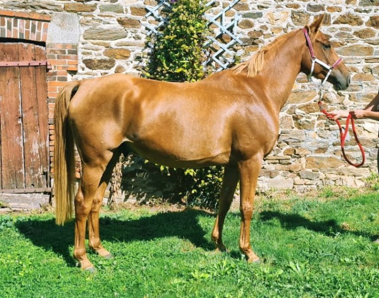 Haras de La Bourdarias - photo 3