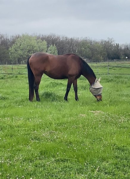Ecuries du Goujon - photo 3