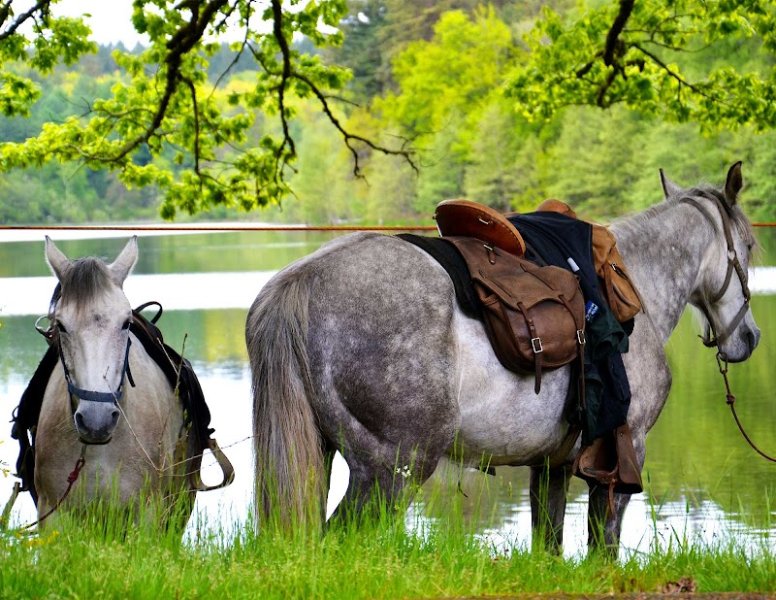 Comité Départemental de Tourisme Equestre de la Corrèze - photo 3