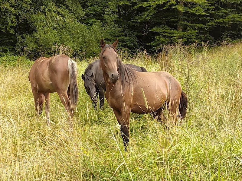 Haras petite Tersk, au millieu près des volcans. - photo 3