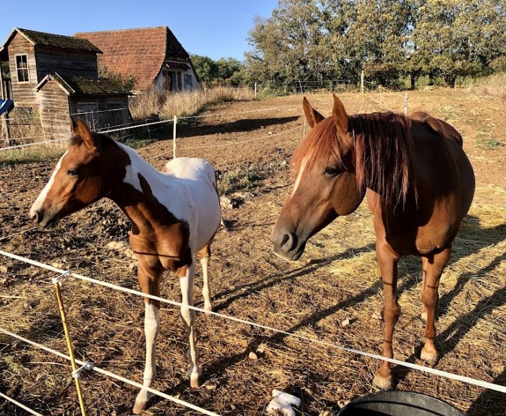 Chevaux du Causse - Randonnées équestres, Elevage Pintabian - photo 2