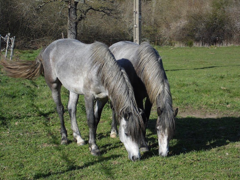 Centre Equestre de Coux - photo 2
