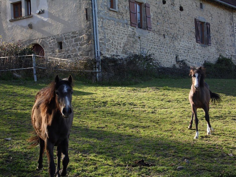 Centre Equestre de Coux - photo 3