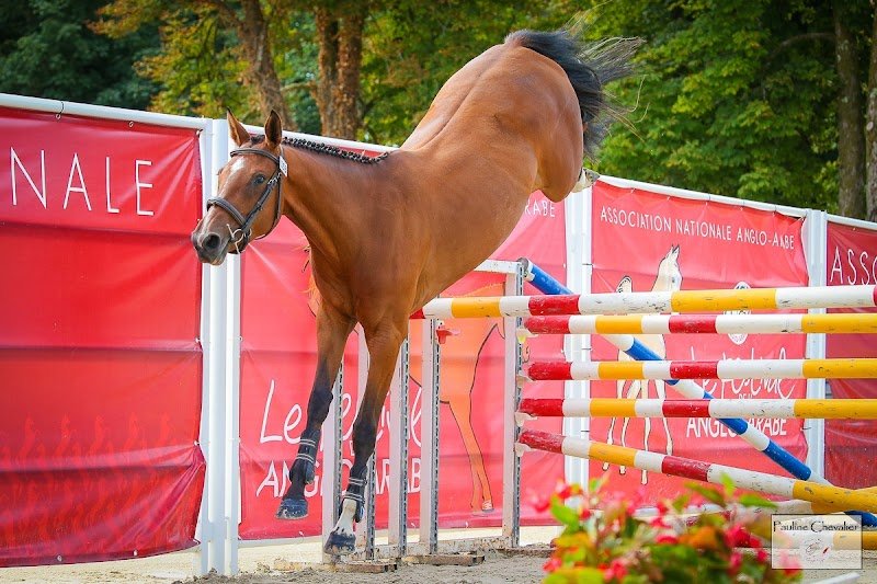 Haras de la Chanebiere