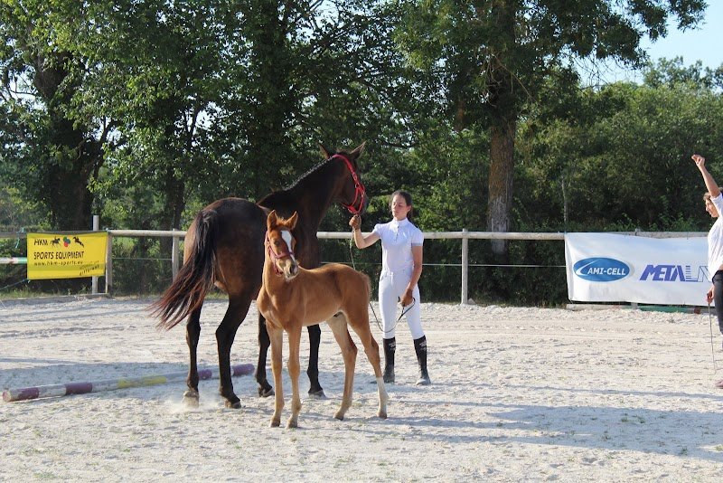 Haras de la Chanebiere - photo 3