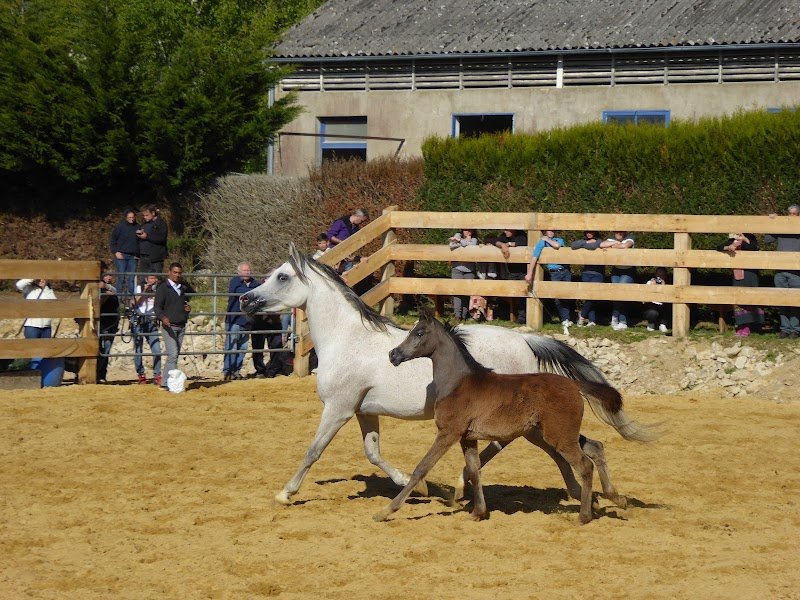 Centre Equestre - photo 2