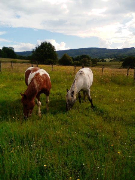CHEVAL Pot' âgé - photo 1