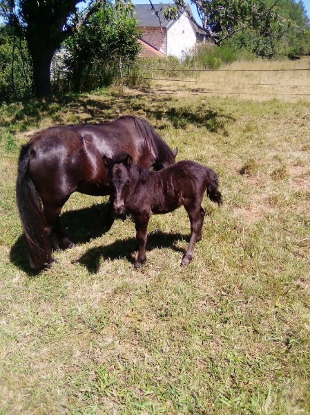 CHEVAL Pot' âgé - photo 2