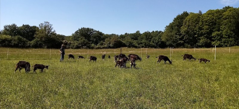 La chèvrerie du Poney Fringant - photo 1