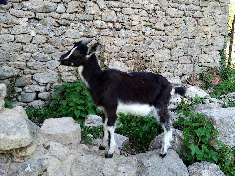 La chèvrerie du Poney Fringant - photo 2